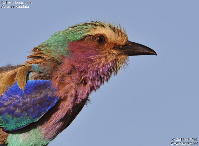 Lilac-breasted Roller