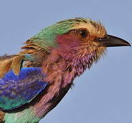 Lilac-breasted Roller