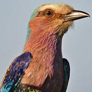 Lilac-breasted Roller