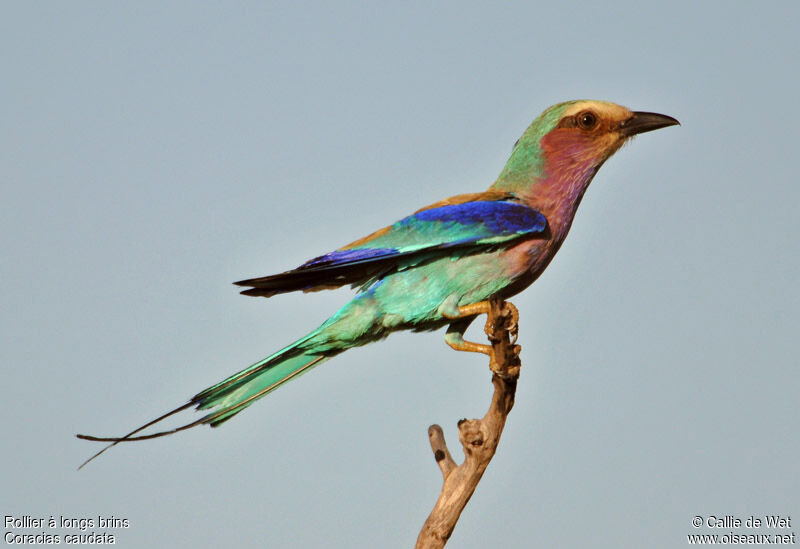 Lilac-breasted Roller