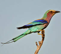 Lilac-breasted Roller