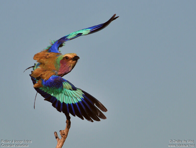 Lilac-breasted Roller