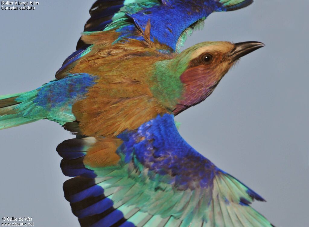 Lilac-breasted Roller