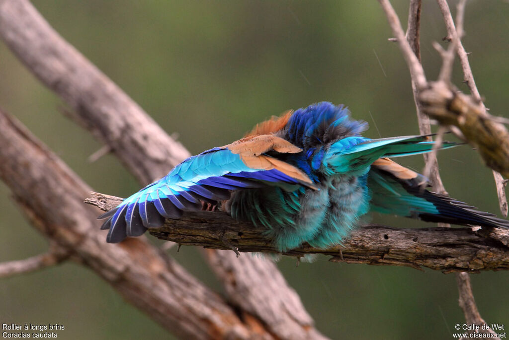 Lilac-breasted Roller