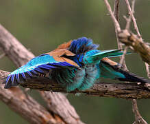 Lilac-breasted Roller