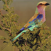 Lilac-breasted Roller