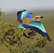 Lilac-breasted Roller