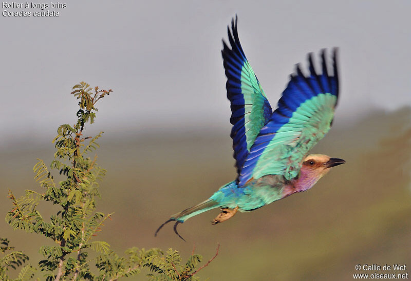 Lilac-breasted Roller