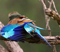 Lilac-breasted Roller