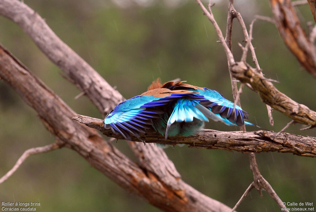 Lilac-breasted Roller