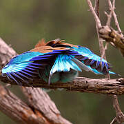 Lilac-breasted Roller