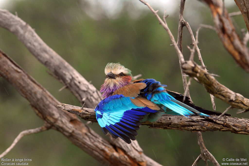 Lilac-breasted Roller