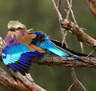 Lilac-breasted Roller