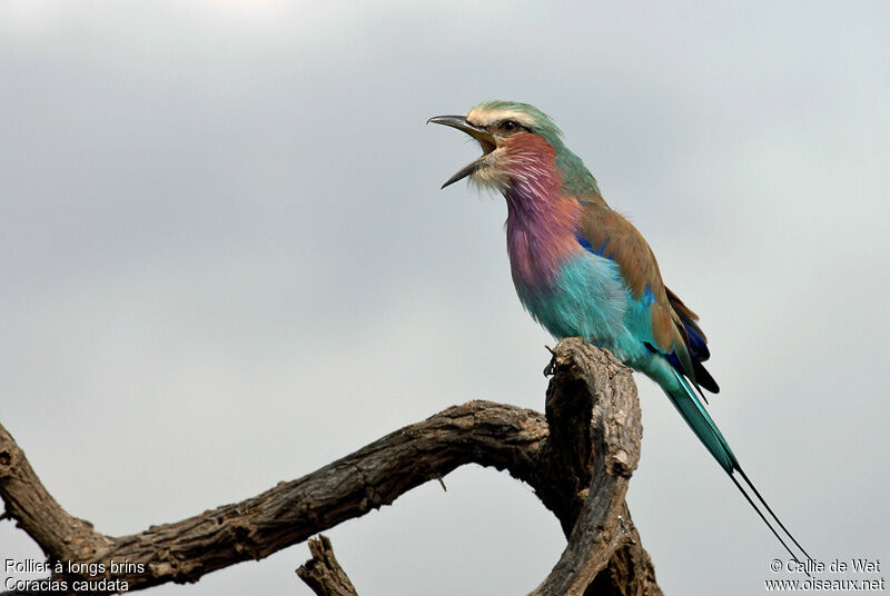 Lilac-breasted Roller