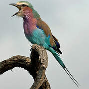 Lilac-breasted Roller