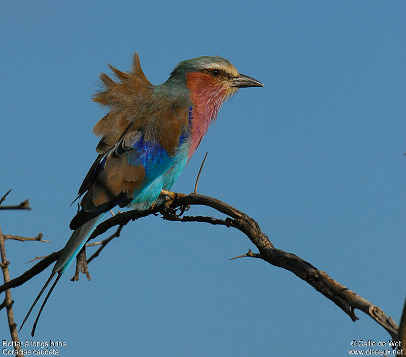 Lilac-breasted Rolleradult