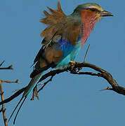 Lilac-breasted Roller