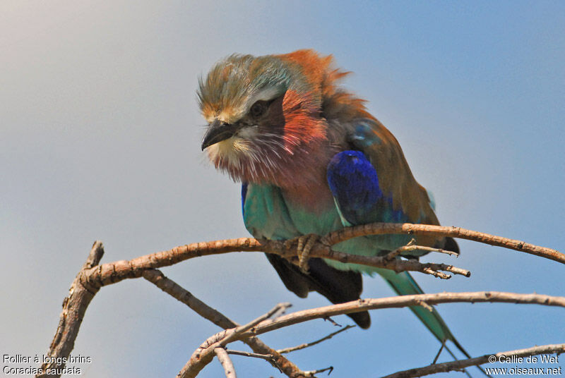 Lilac-breasted Rolleradult