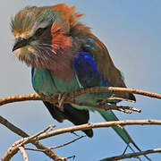 Lilac-breasted Roller