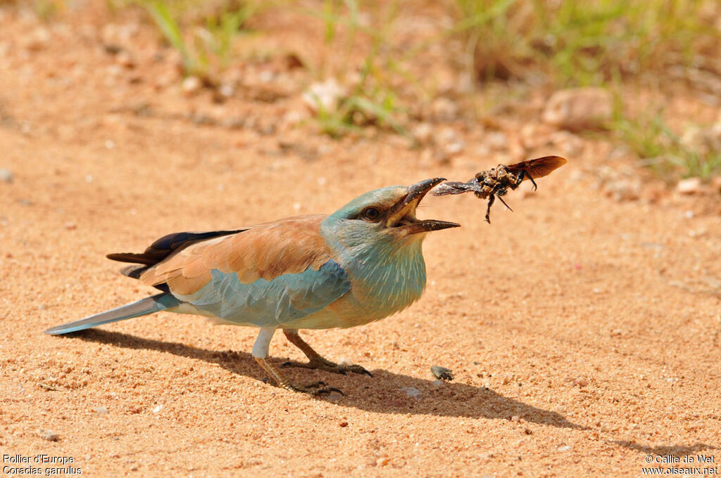 European Rolleradult