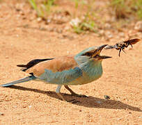 European Roller