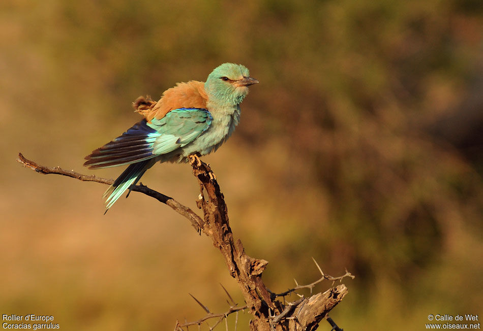 European Rolleradult