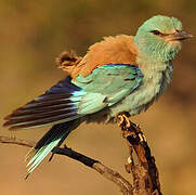 European Roller