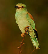 European Roller