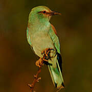 European Roller