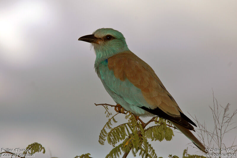 European Rolleradult