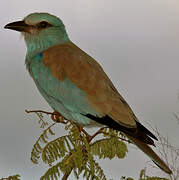 European Roller