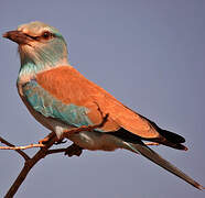 European Roller