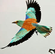 European Roller