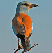 European Roller