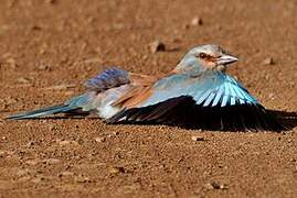 European Roller