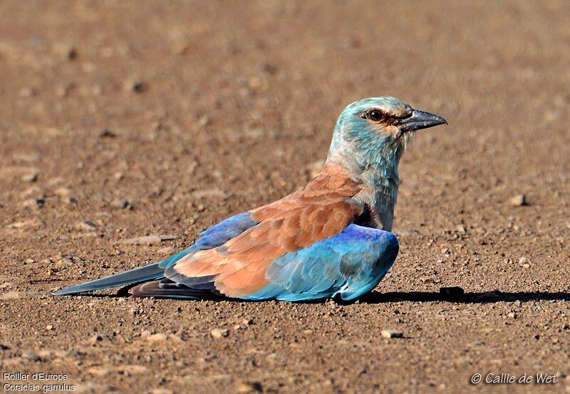 European Roller