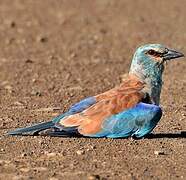 European Roller