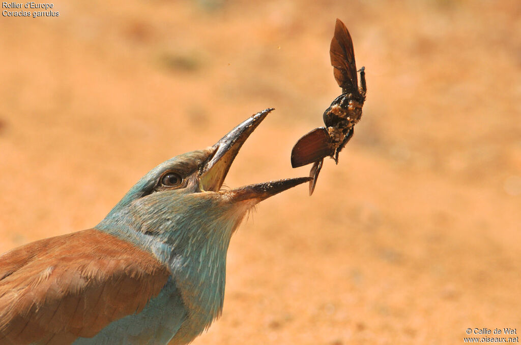 European Rolleradult