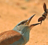 European Roller