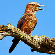 Purple Roller