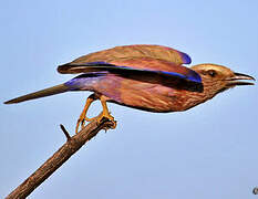 Purple Roller