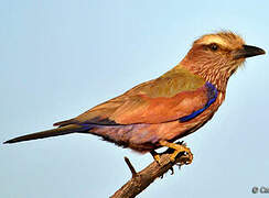 Purple Roller