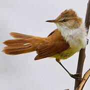 Lesser Swamp Warbler