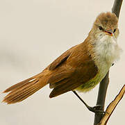 Lesser Swamp Warbler