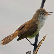 Lesser Swamp Warbler