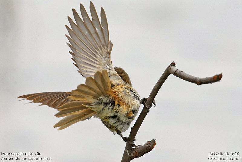 Lesser Swamp Warbleradult