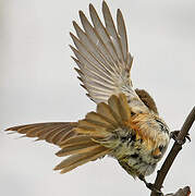 Lesser Swamp Warbler