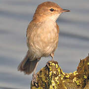 Lesser Swamp Warbler