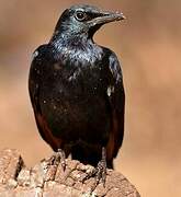 Red-winged Starling