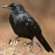 Red-winged Starling